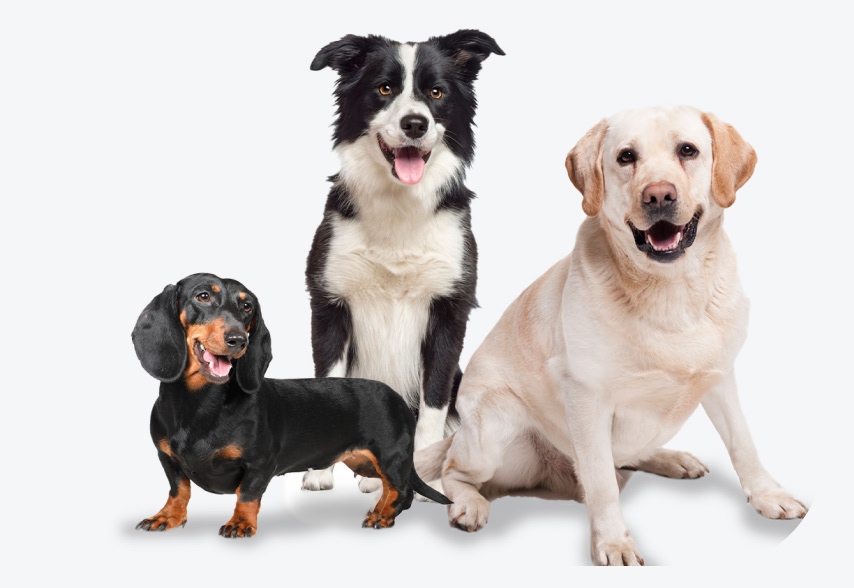 Elige el mejor seguro para tu mascota