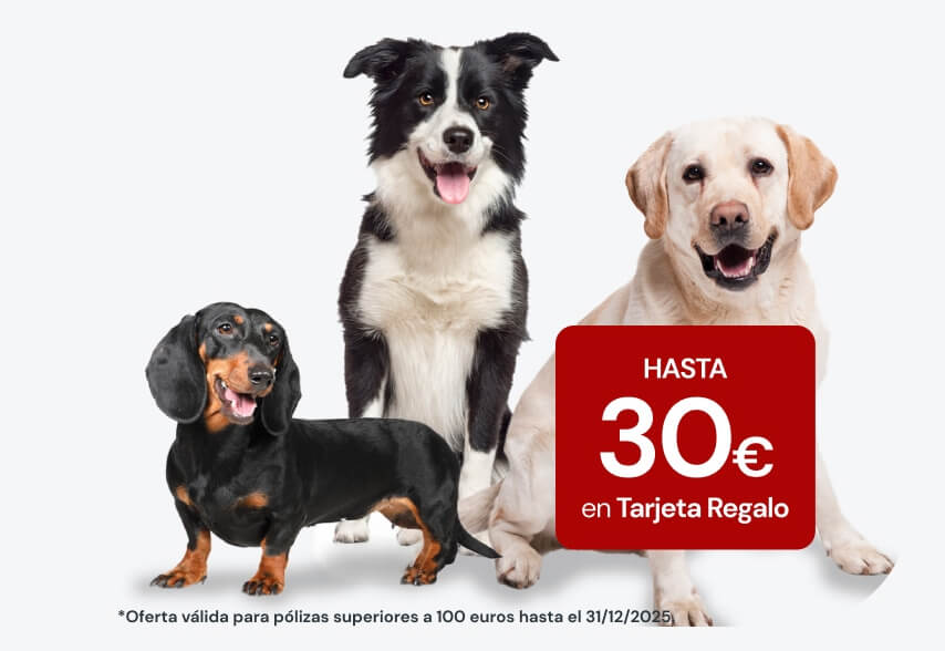 Elige el mejor seguro para tu mascota